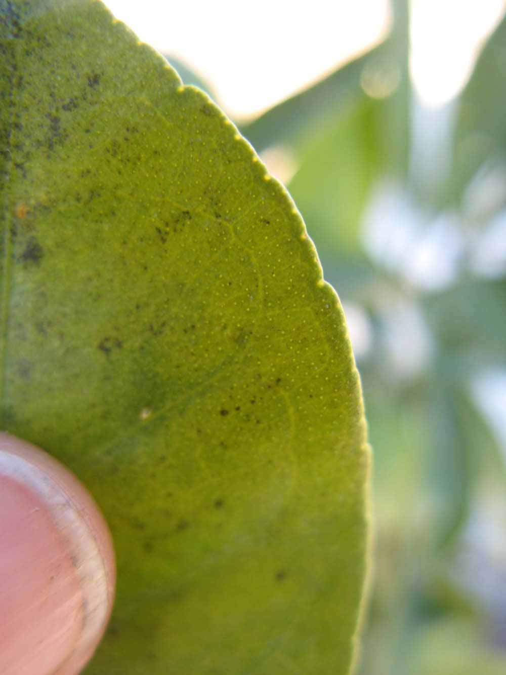              Margin (Winter Haven, FL)       